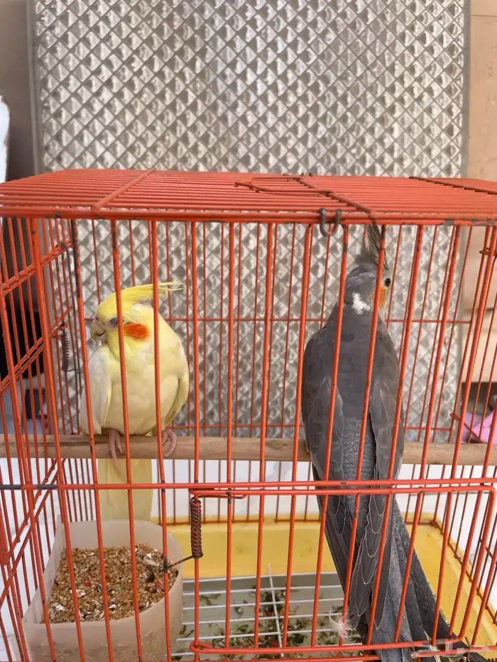 ببغاء كروان لاتينو و نورمال 2