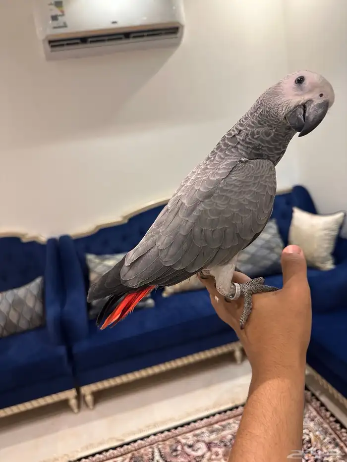 ببغاء كاسكو 0