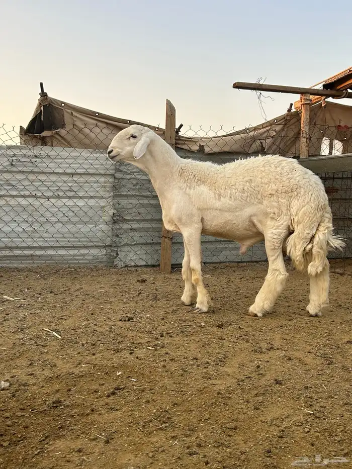 مشروع فحل حري صنف الصنف (((تم البيع ))) 0