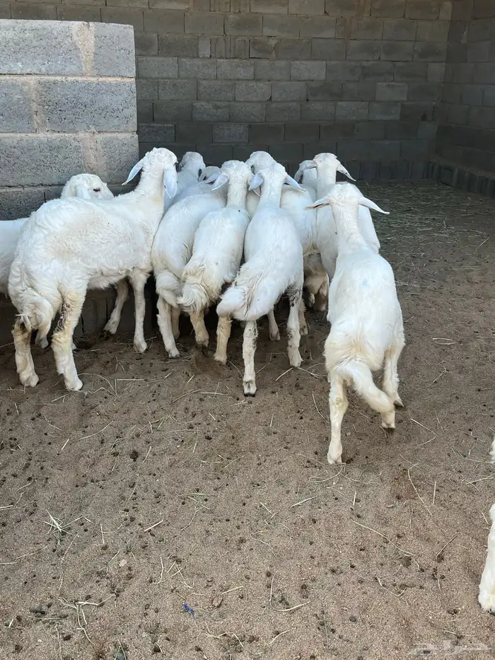 بهم فواخرر تم البيع 3