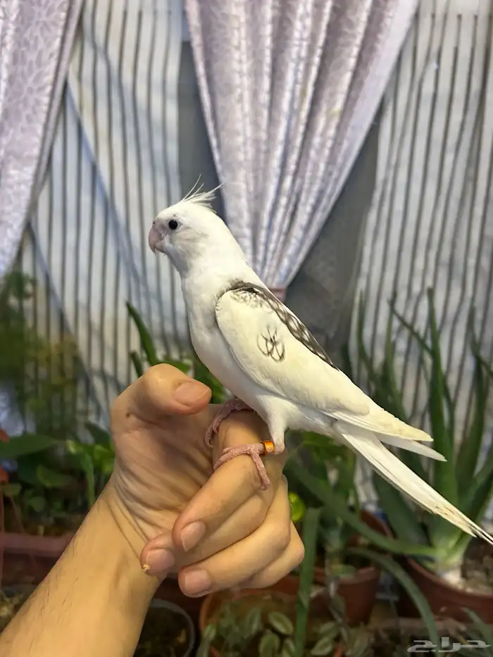 كروان اليف للبيع 3