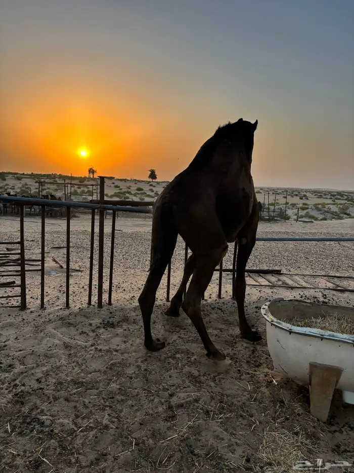 قعود للبيع 2