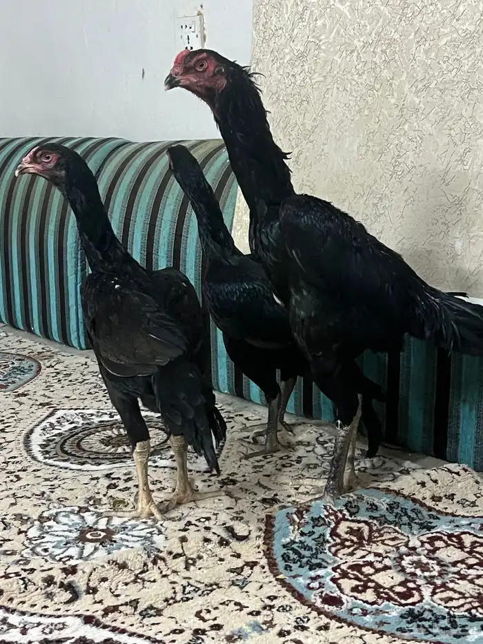 طقم دجاج شامو الماني مستوى طيب 6