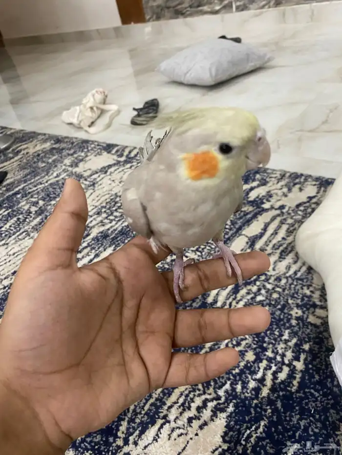 طير كروان كوكتيل 5