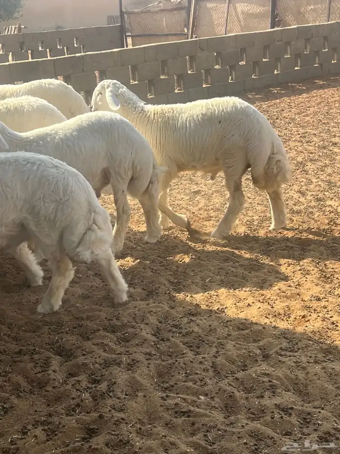 طليان حري عدد 27 نوعيه فاخره درجه أولى 0