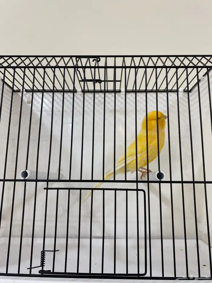 كناري ايراني تغريد 2