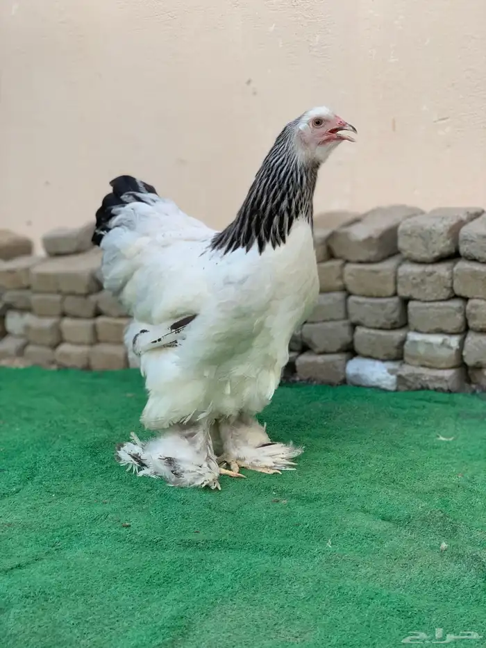 دجاج براهما كولمبي بياض للبيع 1