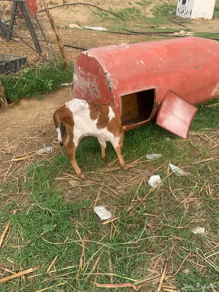 بقرة منتوج عجل عمره شهر 1