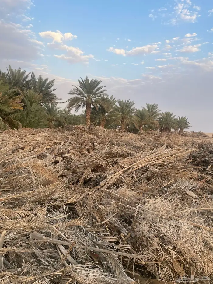 جريد 2
