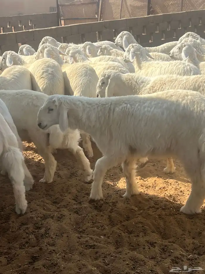 طليان حري عدد 27 نوعيه فاخره درجه أولى 5