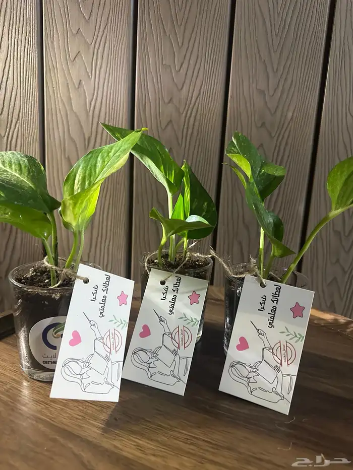 توزيعات ليوم المعلم 4