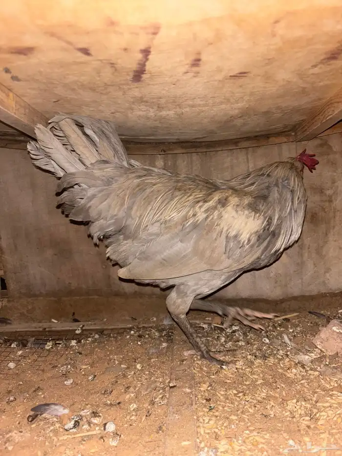 للبيع ديوك 5