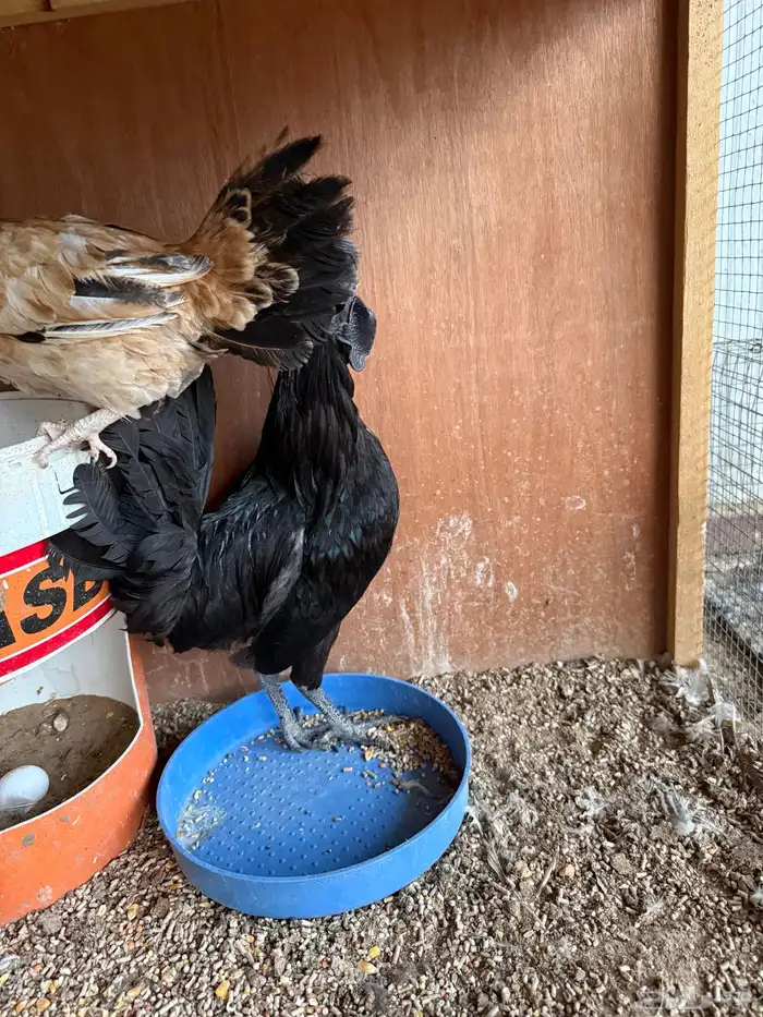 دجاج فاخر للبيع 5