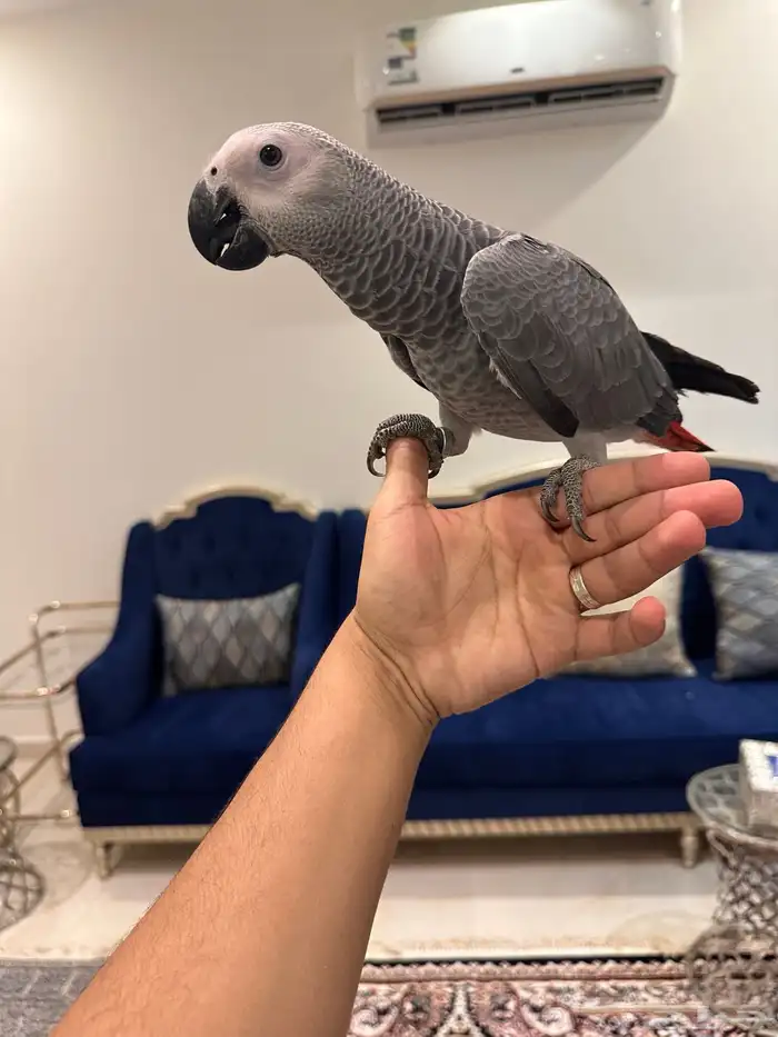 ببغاء كاسكو 7