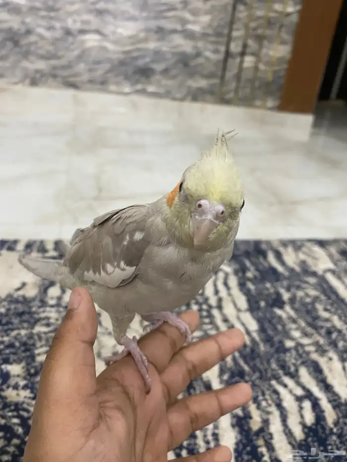 طير كروان كوكتيل 4