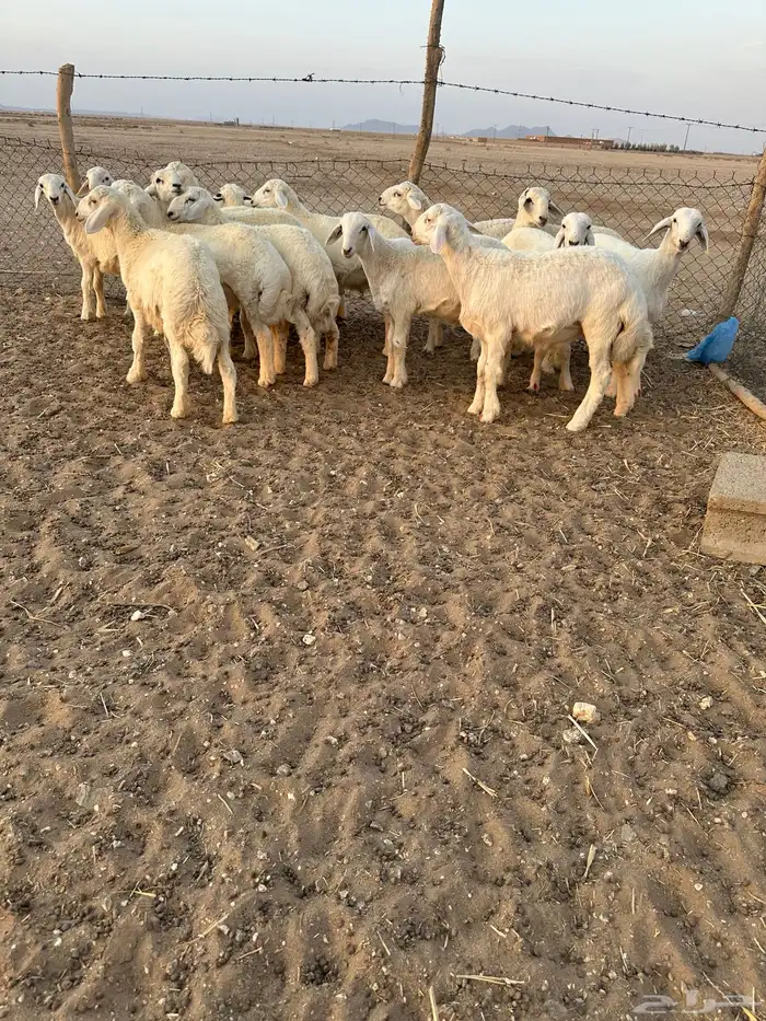 خرفان حري 2