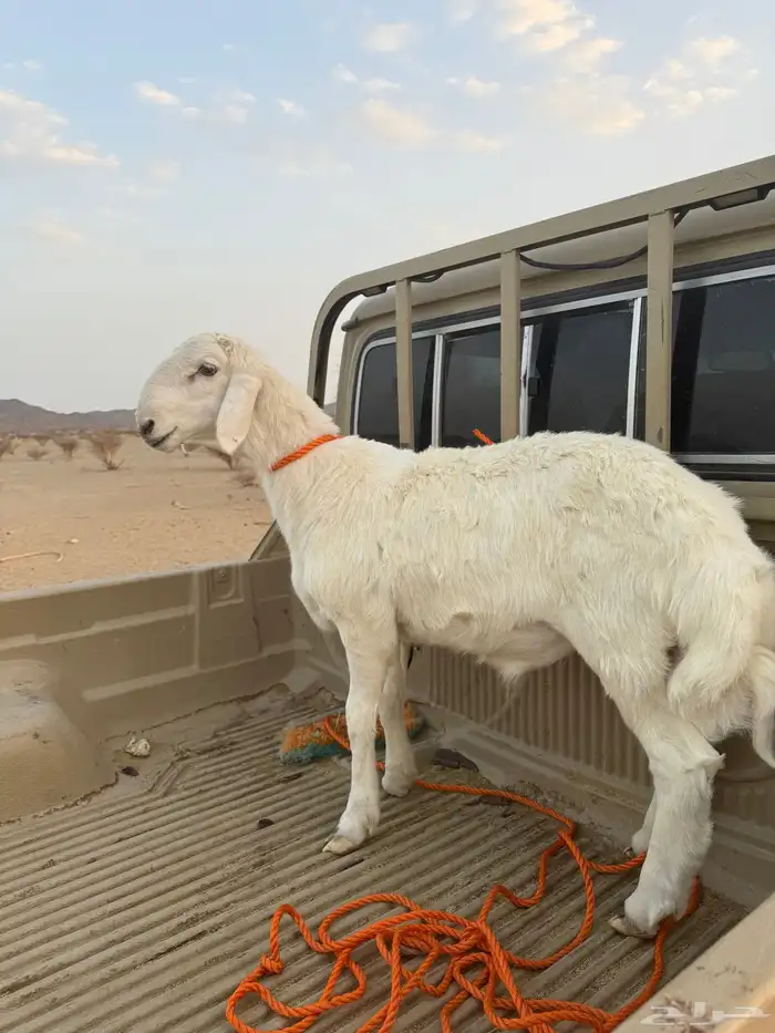 مشروع فحل (تم البيع) 0