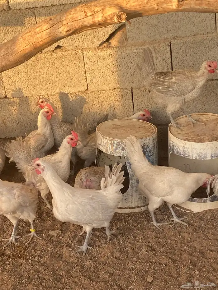 دجاج بياض المنيوم بيور 5