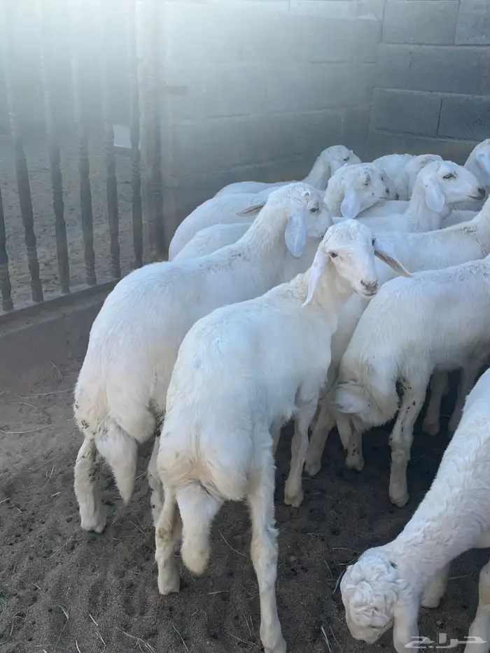 بهم فواخرر تم البيع 0