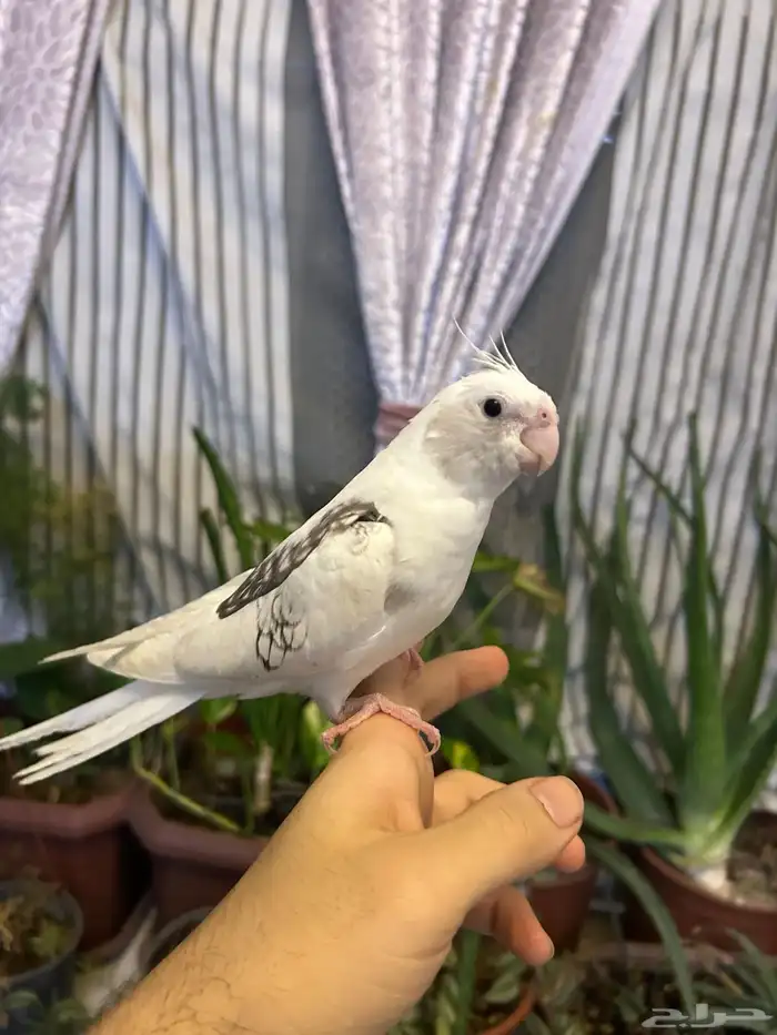 كروان اليف للبيع 1