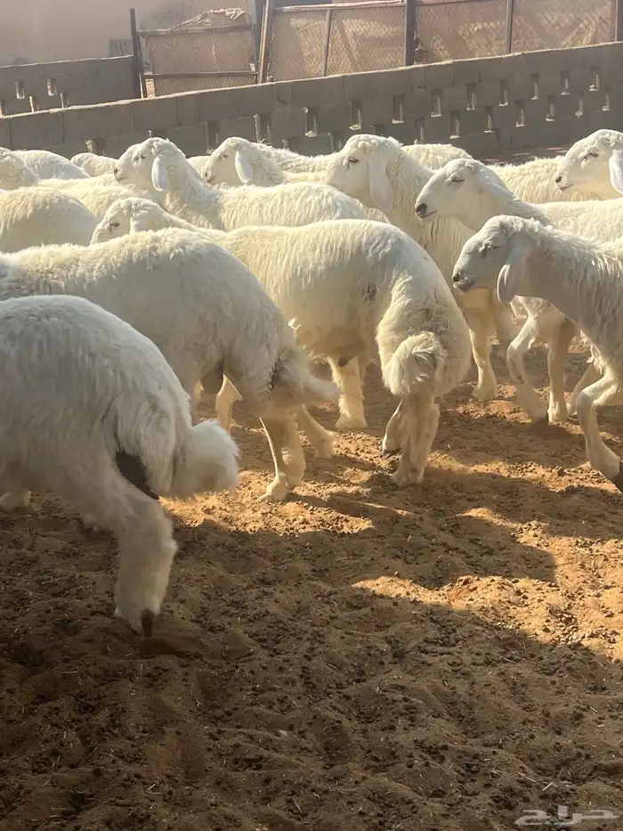 طليان حري عدد 27 نوعيه فاخره درجه أولى 4