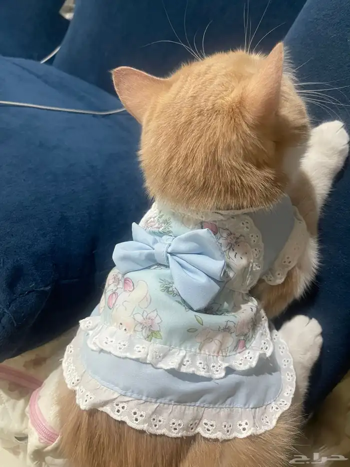 قط شيرازي للتبني 0