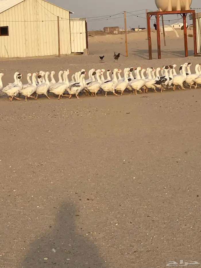 وز للبيع العدد 76مصري خالي من الامراض ومنتج 0
