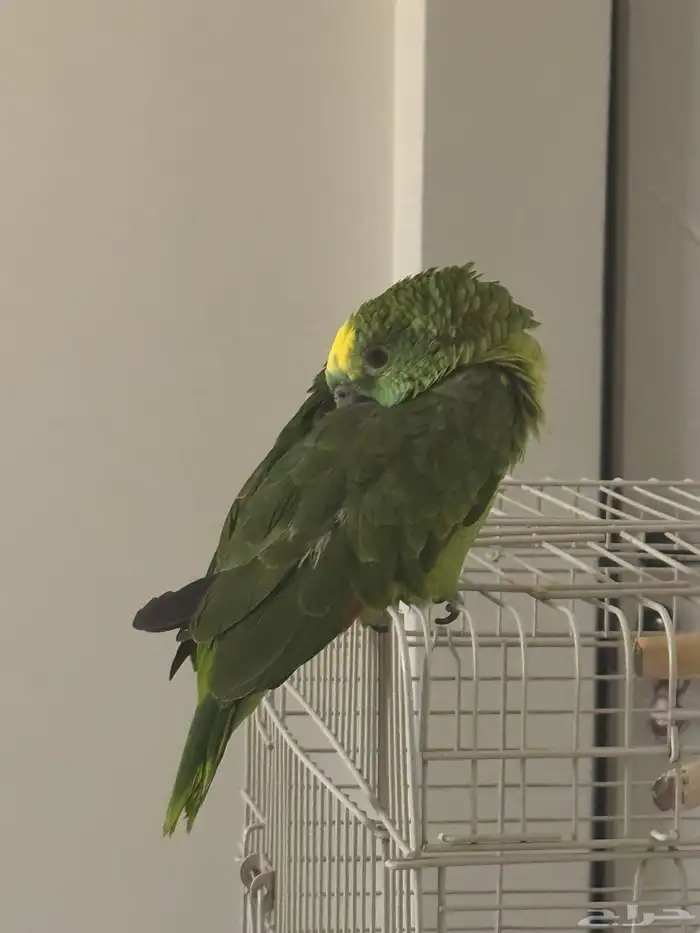 بغباء امازوني بلوفرنتد 5