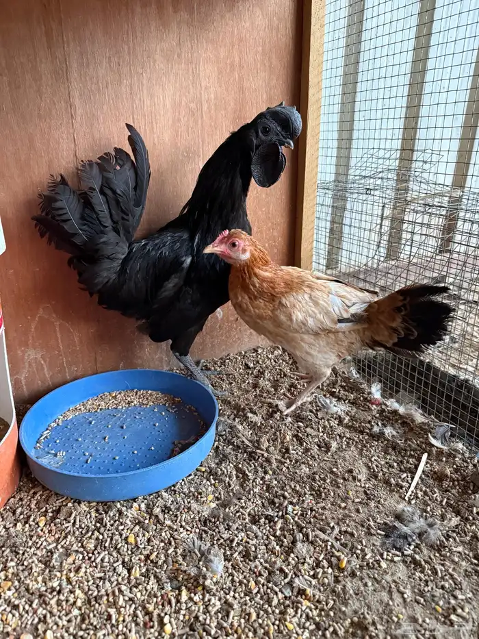 دجاج فاخر للبيع 2