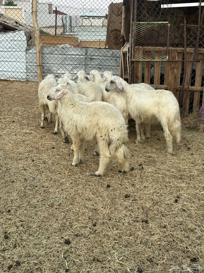 تسعه خرفان ورخل صفر نجران 5