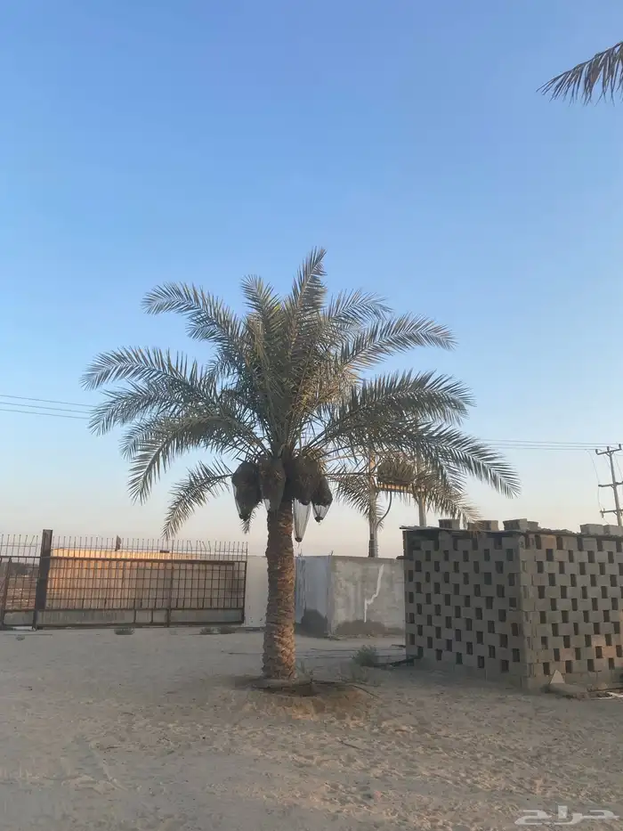 نخل خلاص وشيشي وغيره 1
