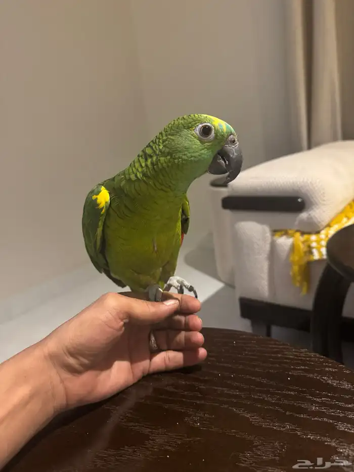 بغباء امازوني بلوفرنتد 1