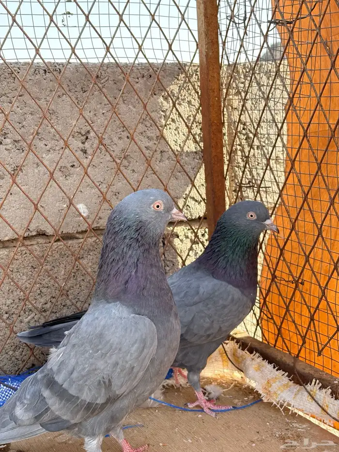 حمام باكستاني كالو تيدي 4
