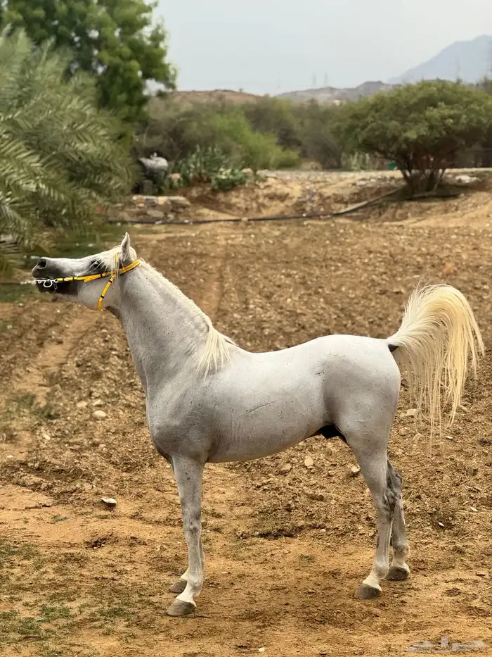 حصان مصري بيور 3
