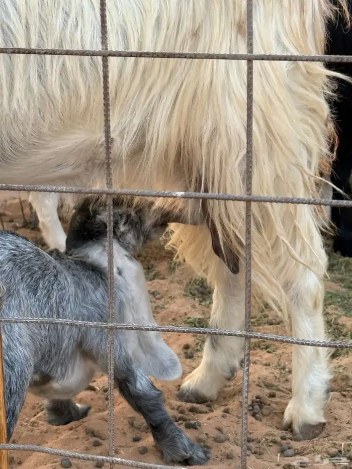 ماعز عوارض مطوره مواليد 4