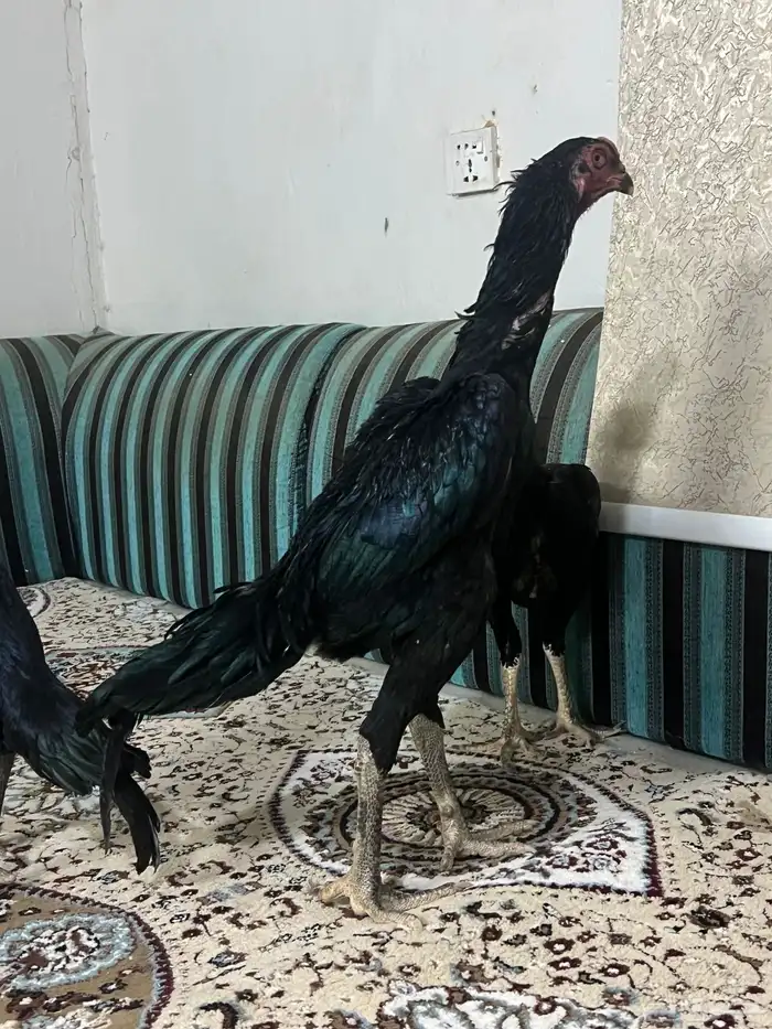 طقم دجاج شامو الماني مستوى طيب 3