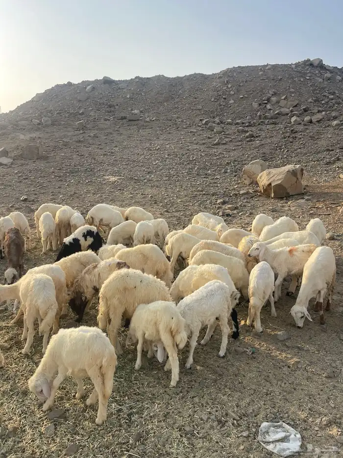 طليان ورخال 1
