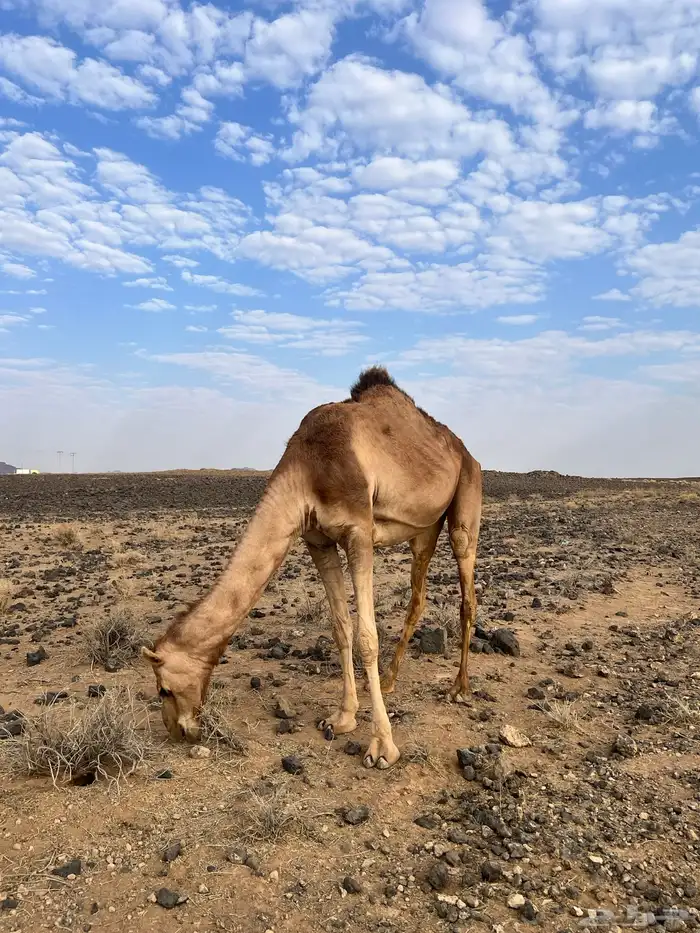 ناقه ضروبه 1