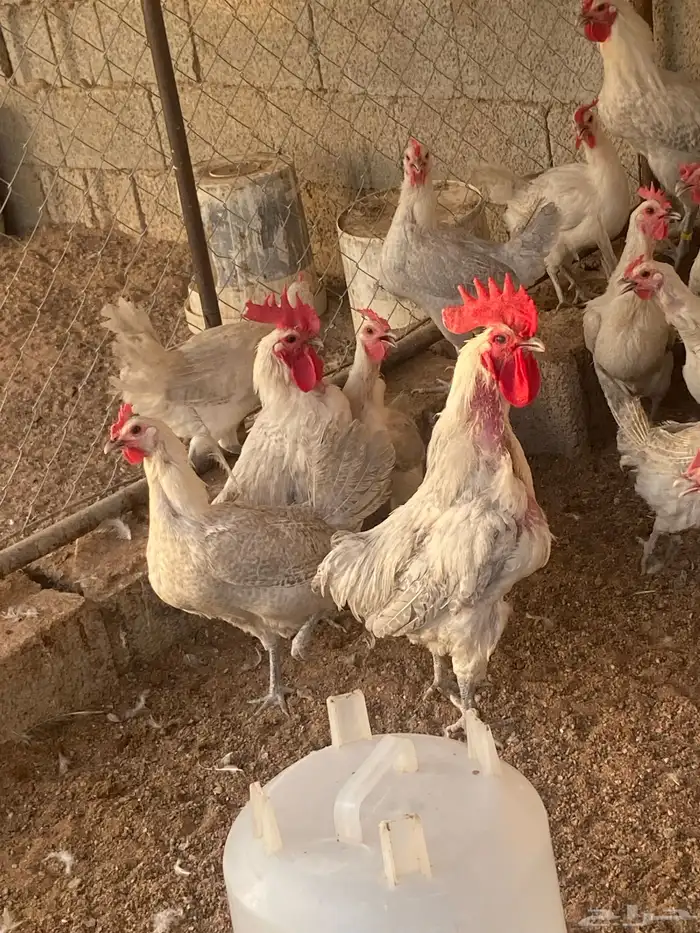 دجاج بياض المنيوم بيور 2