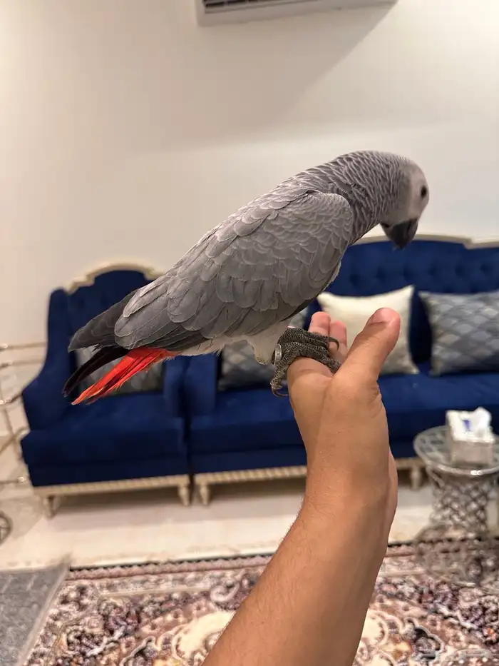 ببغاء كاسكو 2