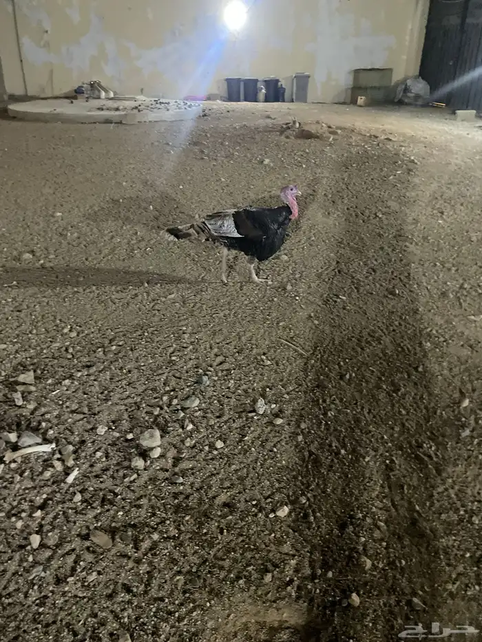 دجاج رومي للبيع شامل الذبح والتوصيل جدة 0