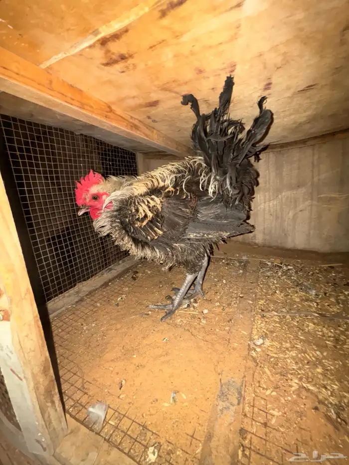 للبيع ديوك 0