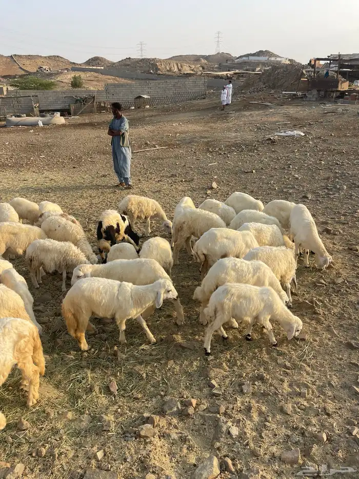 طليان ورخال 5