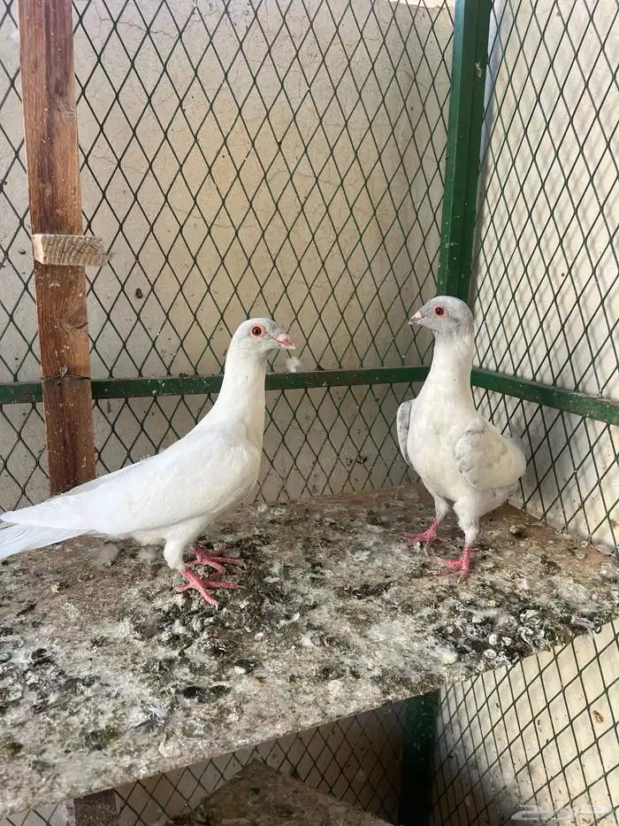 قراقطه ( تم البيع ) 2