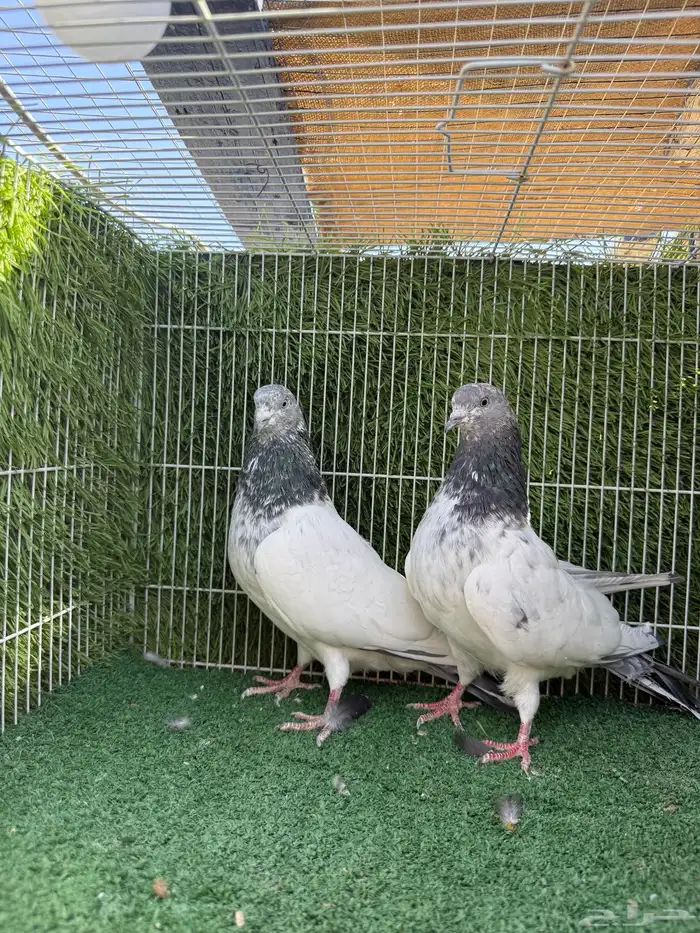 حمام باكستاني سلكوتي كبير 2