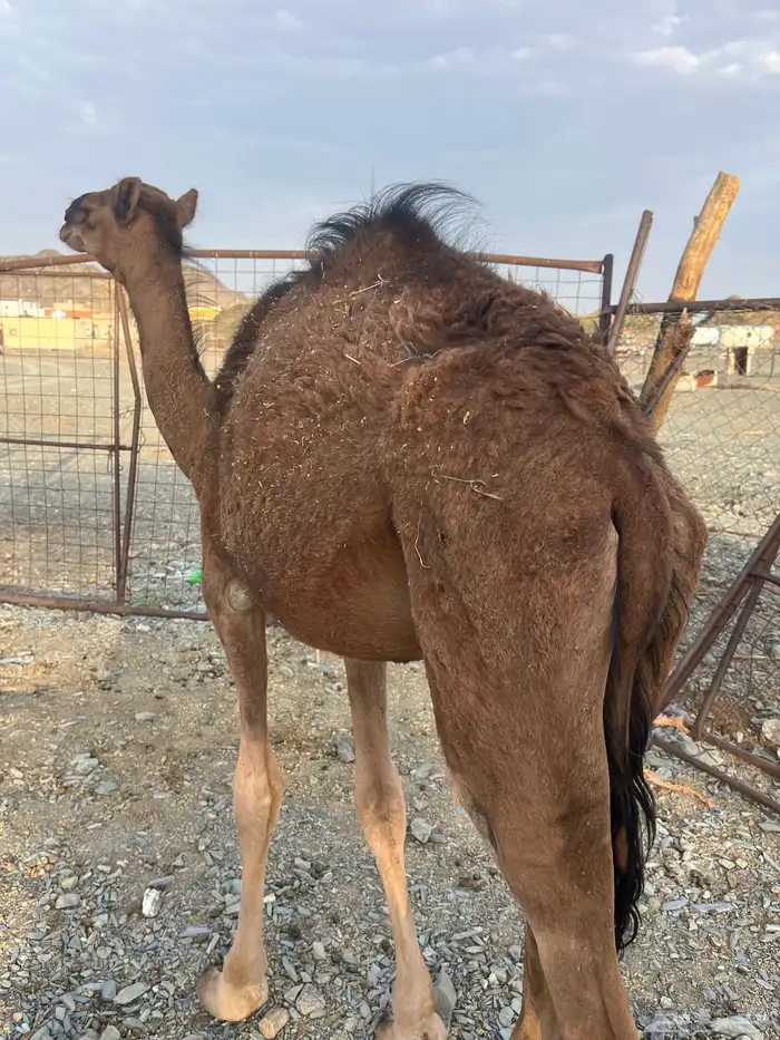 للبيع قعود 7