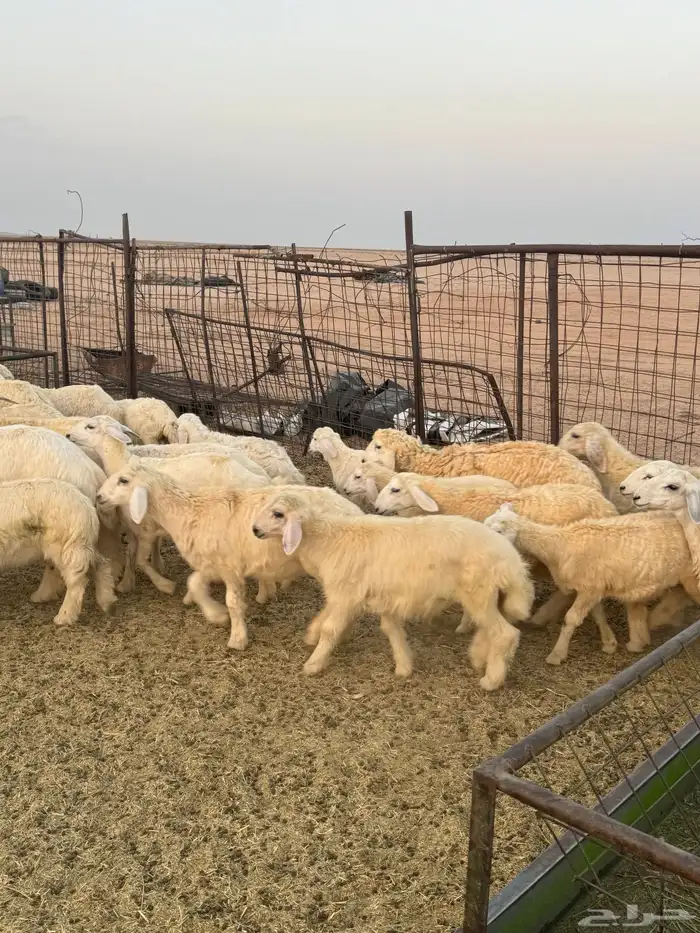 للبيع بهم حري 5