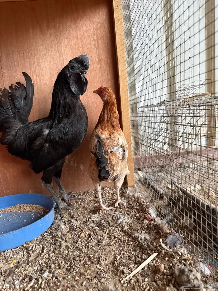 دجاج فاخر للبيع 1