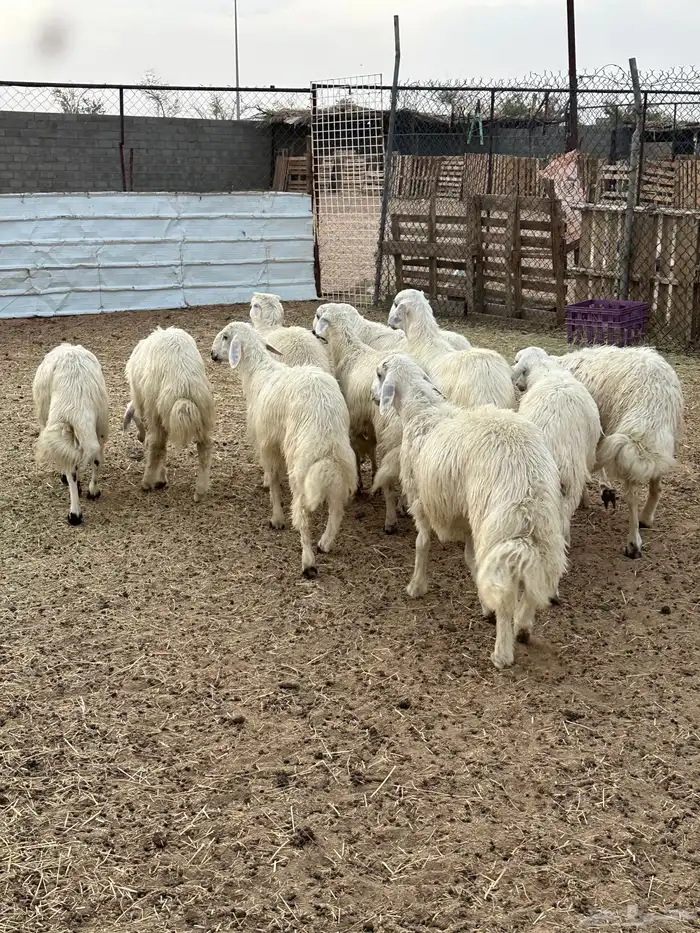 تسعه خرفان ورخل صفر نجران 2