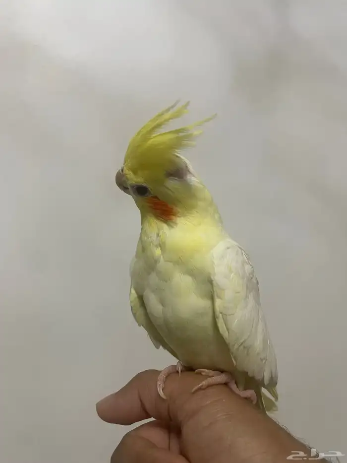 ببغاء كروان لاتينو و نورمال 1